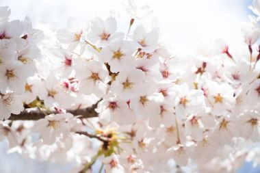 Çiçek sakura (kiraz) çiçeği mavi gökyüzü arka plan üzerinde kapalı