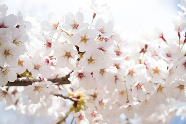 Закритий квітковий сакура (вишневий) розквіт на фоні блакитного неба — стокове фото
