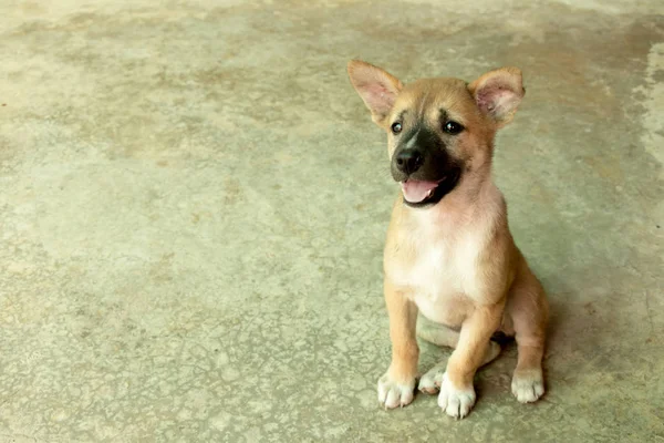 Kahverengi küçük köpek (köpek) beton zemin zemin üzerine oturmak — Stok fotoğraf