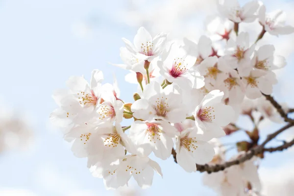 Закритий квітковий сакура (вишневий) розквіт на фоні блакитного неба — стокове фото