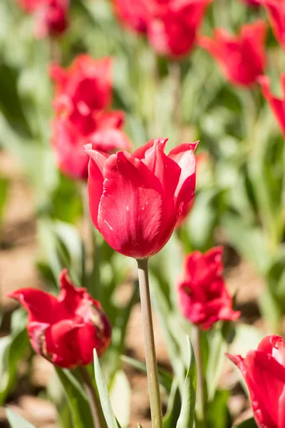 Red color blooming tulip flower on garden background