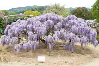 26 Nisan 2017, Ashikaga, Japonya: Wisteria çiçek açan ağaç Aşikaga Park, Tochigi perfecture, Japonya