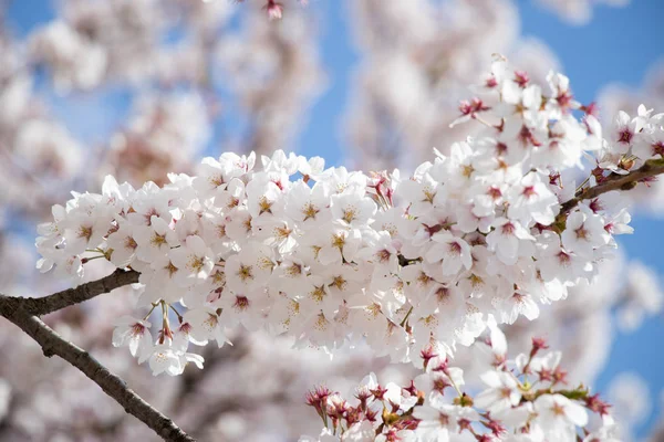 Cerrado de flor sakura (cerezo) flor sobre fondo de cielo azul —  Fotos de Stock