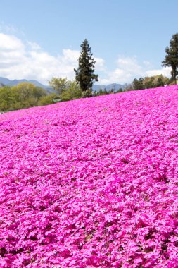 Saitama Japonya - 28 Nisan 2017: Pembe moss (Shibazakura, Phlox subulata) çiçek Saitama Prefecture, Kanto alan, Japonya Hitsujiyama Park'ta. Ünlü turistik için burası.