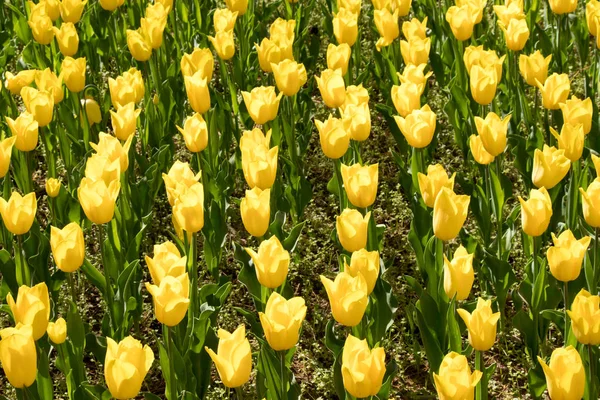 Colore giallo del fiore di tulipano in fiore sullo sfondo del giardino — Foto Stock