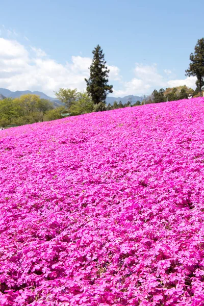 埼玉県 - 2017 年 4 月 28 日: ピンク ・ モス (芝桜、芝桜 subulata) 関東、埼玉県のあしか公園で花。これは観光地で有名な場所. — ストック写真