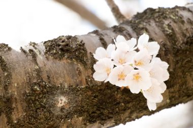 Çiçek sakura (kiraz) çiçeği ağaç dalı üzerinde kapalı