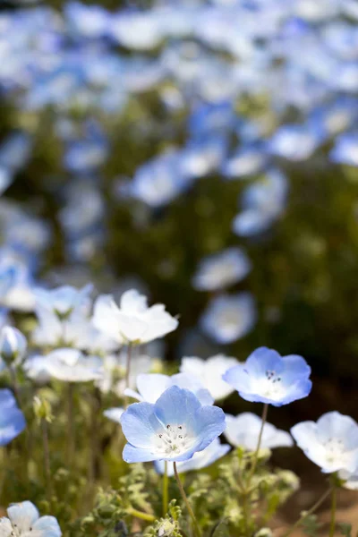 Fechado de Nemophila (Baby blue eyes) fundo da flor — Fotografia de Stock