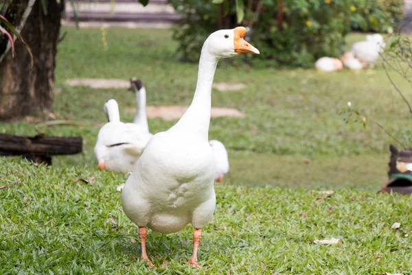 緑の草の背景に白いガチョウ散歩 — ストック写真