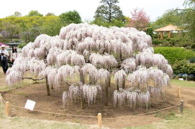 26 Nisan 2017, Ashikaga, Japonya: Wisteria çiçek açan ağaç Aşikaga Park, Tochigi perfecture, Japonya