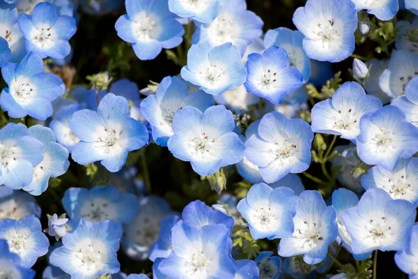 闭合的 Nemophila (婴孩蓝色眼睛) 花背景 — 图库照片