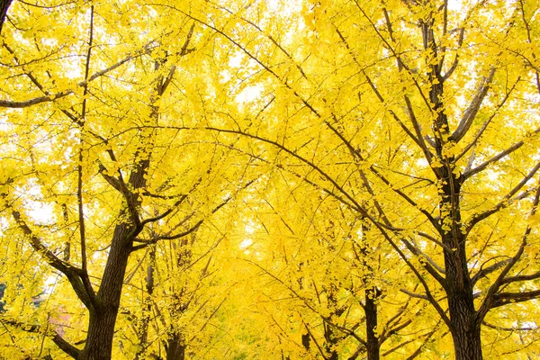 Fila de color amarillo del fondo de la hoja del árbol de Ginkgo (temporada de otoño ) — Foto de Stock