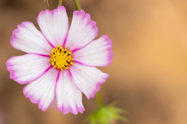 Beautiful pink and white color cosmos flower background — Stock Photo, Image