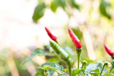 Red and green color of chili plant background