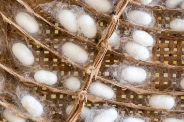 Örgü yuvası arka planında beyaz ipek böceği kozası grubu kapalı.