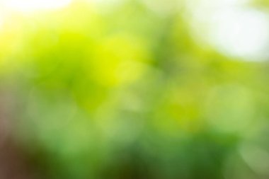 Soyut bulanık sarı, yeşil ve beyaz renkli bokeh arkaplan 