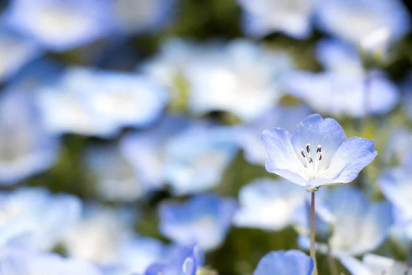 Cerrado Nemophila Ojos Azules Del Bebé Fondo Flor — Foto de Stock