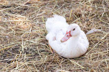 Beyaz ördek saman arka planda yatıyor.
