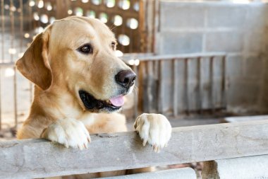 Kahverengi altın geri çekilen köpek durdu ve kafesin başında bekledi.