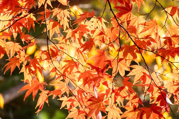 Red and orange color of Maple tree leaf (Focus at front leaf with blurred background)