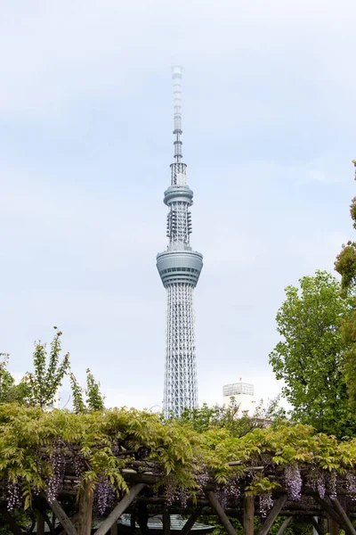 2019年5月1日 青空を背景に富士藤を前景として咲かせる日本一の高さを誇る東京スカイツリー — ストック写真