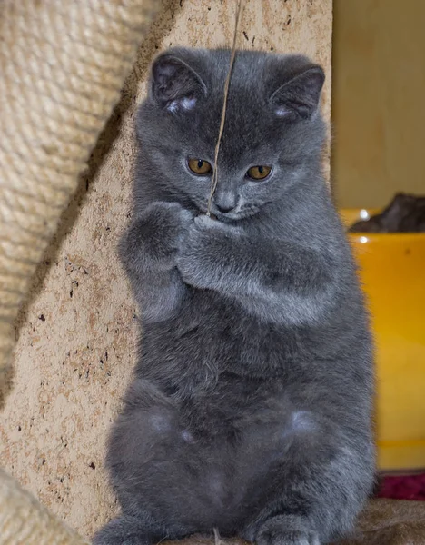 Beetje pluizig kitten wordt gespeeld op de plank — Stockfoto