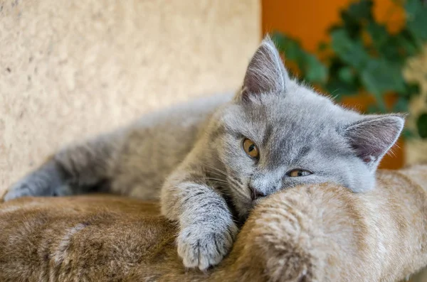Маленький пухнастий кошеня грається на полиці — стокове фото