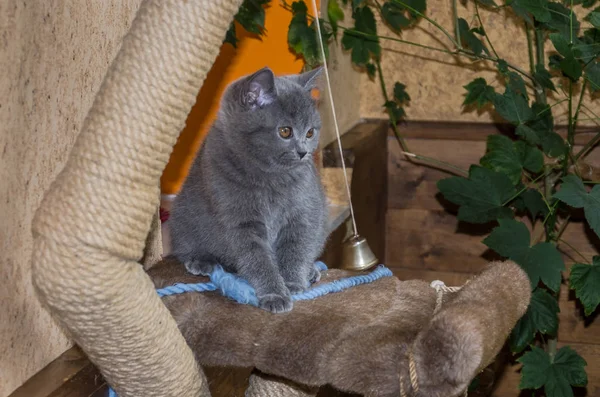 Pequeño gatito esponjoso se juega en el estante — Foto de Stock