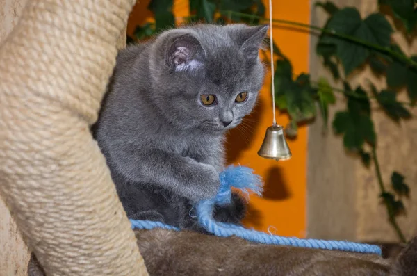 Pequeño gatito esponjoso se juega en el estante — Foto de Stock