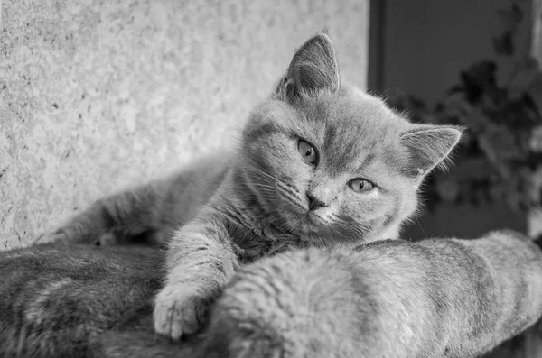 Маленький пухнастий кошеня грається на полиці — стокове фото