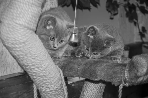 На полке играют два маленьких пушистых котенка. — стоковое фото