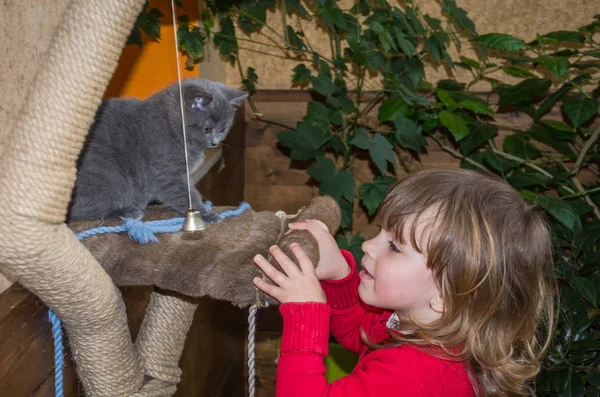 Маленькая очаровательная девочка играет с двумя маленькими пушистыми котятами — стоковое фото