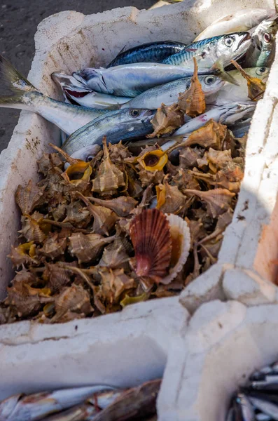 Balık pazarı nerede balıkçılar taze satmak Fiumicino bağlantı noktası yakalanan balık, ahtapot, karides, malyusks, istiridye — Stok fotoğraf