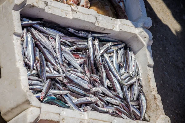 El mercado de pescado del puerto de Fiumicino donde los pescadores venden pescado recién capturado, pulpo, camarones, malyusks, ostras —  Fotos de Stock