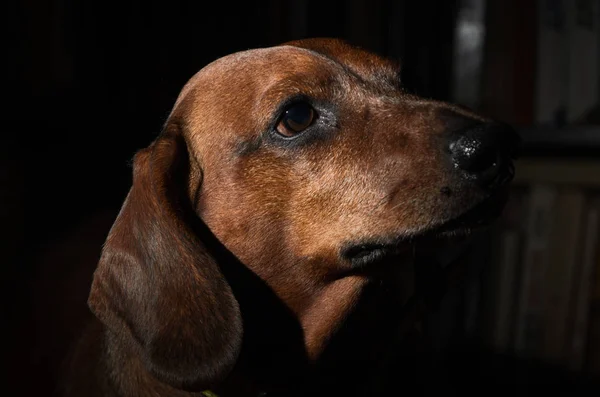 Tax Hund Mörk Bakgrund — Stockfoto