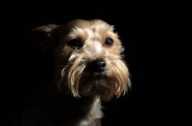 Yorkshire terrier köpekler karanlık bir arka plan üzerinde