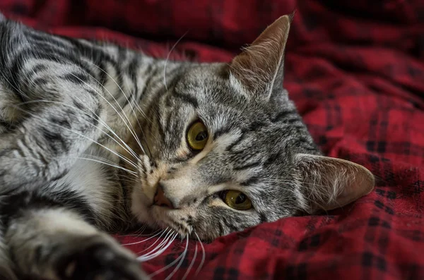 Chat Gris Rayé Trouve Sur Tapis — Photo