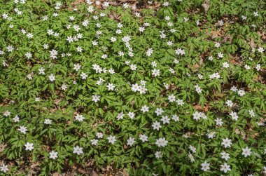 Bahar güneşli bir günde, ormandaki çiçeklerin beyaz ormanı.