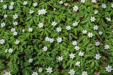 Bahar güneşli bir günde, ormandaki çiçeklerin beyaz ormanı.