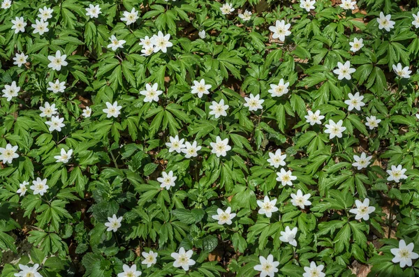Bahar güneşli bir günde, ormandaki çiçeklerin beyaz ormanı.