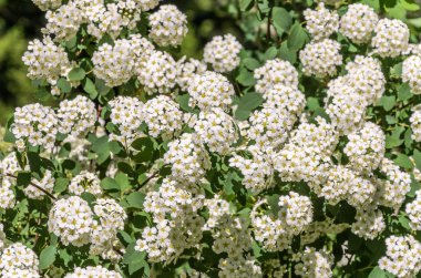 Bush bir parlak güneşli yaz gününde beyaz çiçekler