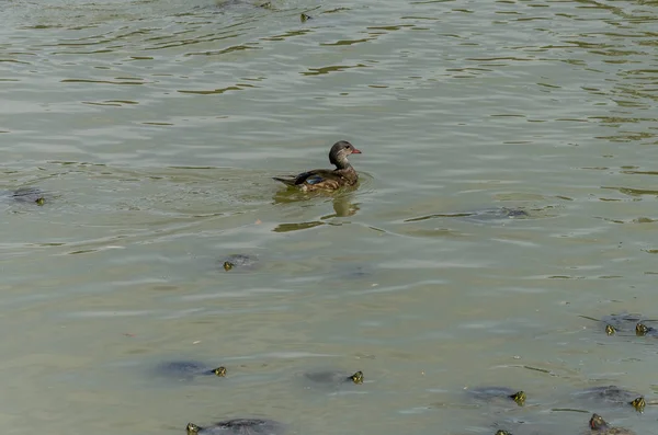 Little Turtles Swim Lake — ストック写真