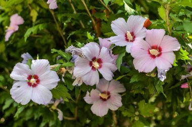 Çalılıklarda açan güzel çiçekler