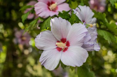 Çalılıklarda açan güzel çiçekler