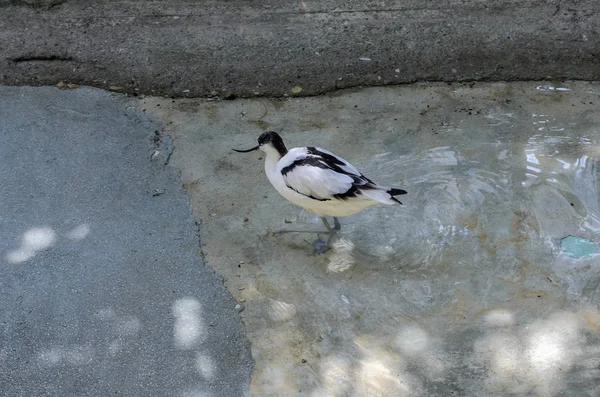 Little Bird Avocetta Walks Water — Stock Photo, Image