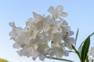 Hafif bir arka planda beyaz çiçek açar