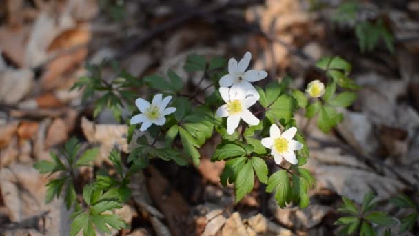 Flores Anémona Blanca Bosque — Vídeos de Stock