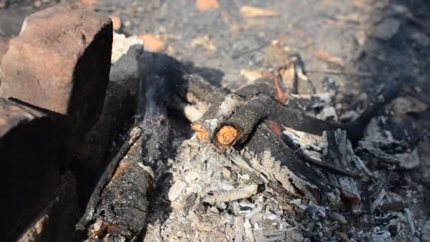 Firewood Burns Fire Picnic — Stock Video