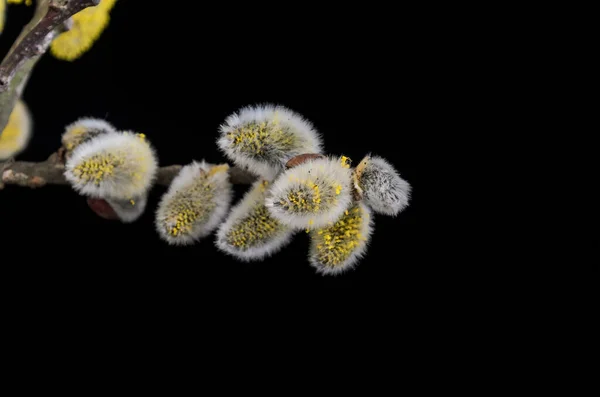 Fűzfa Bolyhos Rügyek Virágzott Tavasszal Elszigetelt Fekete Háttér — Stock Fotó