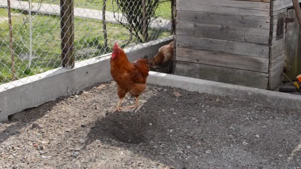 Hens Roosters Walk Yard Farm — Stock Video